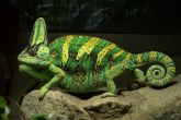 Chamaeleo calyptratus – chameleon jemenský
